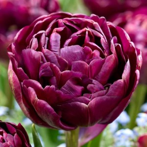 Tulipan pełny Mystery Dream 5 szt.