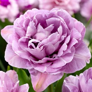 Tulipan pełny Dancing Passion 5 szt.