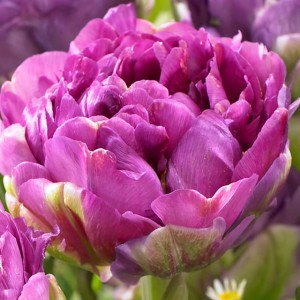 Tulipan pełny Castella 5 szt.