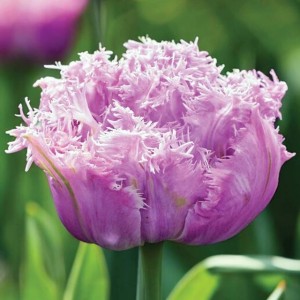 Tulipan strzępiasty Newcastle 5 szt.