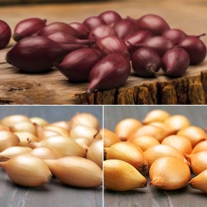 Zestaw cebula dymka zimująca do sadzenia 0,75 kg