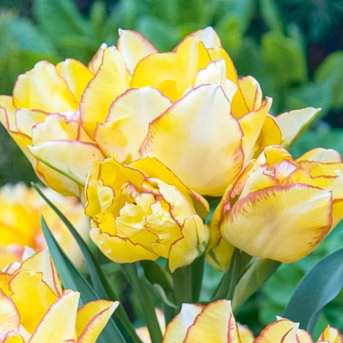 Tulipan-Aquila.jpg