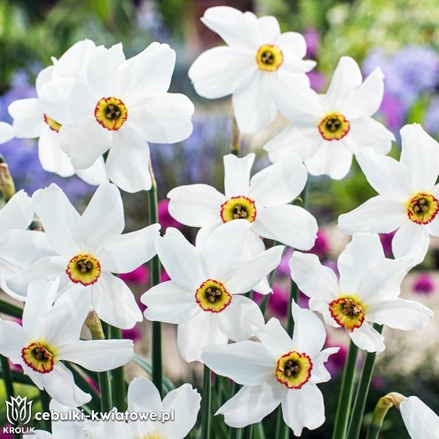 Narcyz botaniczny poeticus pachnący Babuni 5 szt.