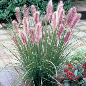 Pennisetum Rozplenica Red Head Trawa 1 szt. P9