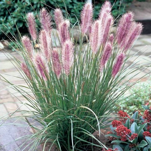 Pennisetum Rozplenica Red Head Trawa 1 szt. P9