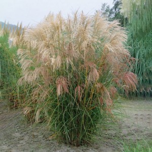 Miskant chiński 'Silberfeder' C1 1 szt.
