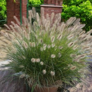 Rozplenica japońska Little Bunny 1 szt.doniczka P9