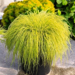 Pennisetum Rozplenica 'Lumen Gold' Trawa P9 1 szt