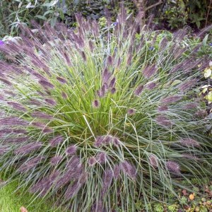 Pennisetum Rozplenica 'Moudry' Trawa P9 1 szt.