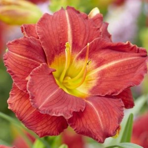 Hemerocallis Liliowiec Booby Ruby 1 szt.
