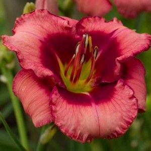 Hemerocallis Liliowiec Dan Mahony 1 szt.