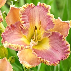 Hemerocallis Liliowiec Lavender Tutu 1 szt.