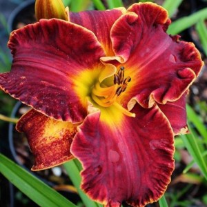 Hemerocallis Liliowiec Naughty Red 1 szt.