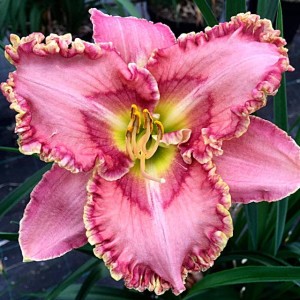 Hemerocallis Liliowiec Princess Tutu 1 szt.