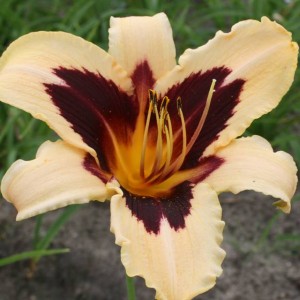 Hemerocallis Liliowiec Wild Horses 1 szt.