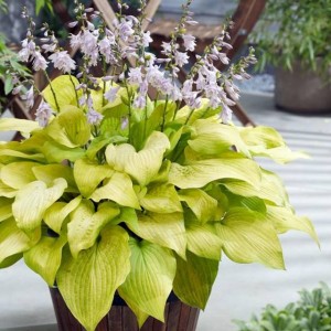 Hosta Funkia Ki Ren Jyaku 1 szt.