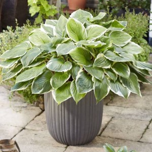 Hosta Funkia Sorbet 1 szt.