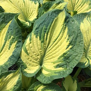 Hosta Funkia Golden Meadows 1 szt.