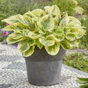 Hosta Funkia Paisley Border 1 szt.
