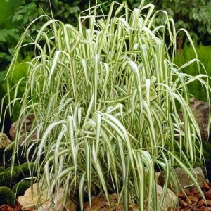 Mozga trzcinowata Phalaris Aureovariegata P9 1szt.