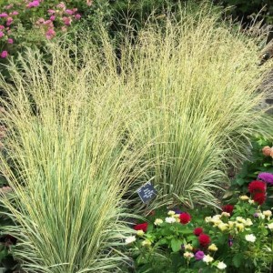 Molinia Trzęślica modra 'Variegata' P9 1 szt.