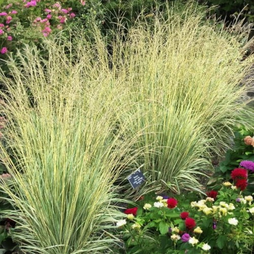 meidl-Photoroom variegata(1).jpg