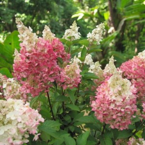 Hortensja bukietowa 'Magical Fire'  P9 1 szt.