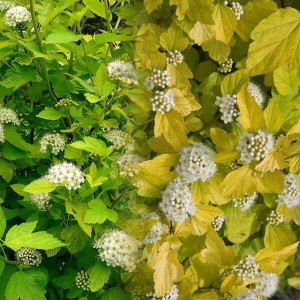 Pęcherznica kalinolistna Dart's Gold 1 szt. P9