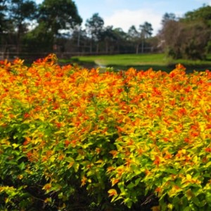 Tawuła japońska Goldflame 1 szt. doniczka P9