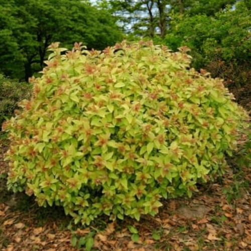 Tawuła japońska Goldflame 1 szt. doniczka P9