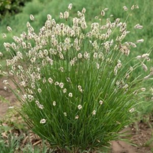 Sesleria lśniąca Nitida trawa 1 szt. doniczka P9