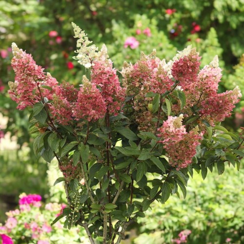 Hortensja bukietowa Candlelight 1 szt. doniczka P9