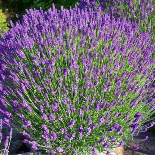 Lavendula angustifolia Lawenda Hidcote 1 szt. doniczka P9