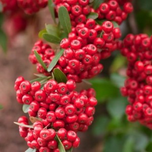 Ognik Szkarłatny Pyracantha 'Red Column'  P9 1 szt