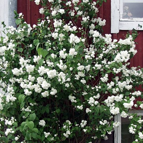 Jaśminowiec Philadelphus Mont Blanc 1 szt. doniczka P9