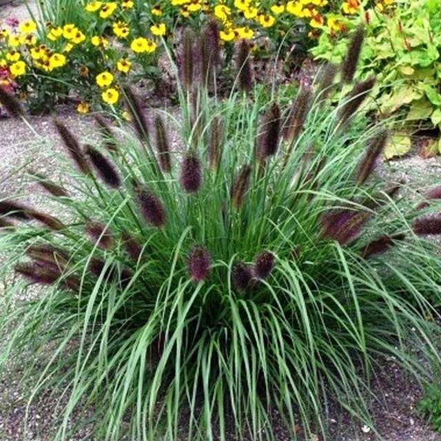 60641_56352