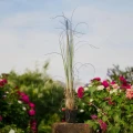 viridescens-Photoroom.jpg