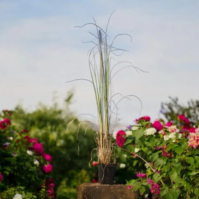 viridescens-Photoroom.jpg
