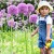 Allium-Gladiator.jpg