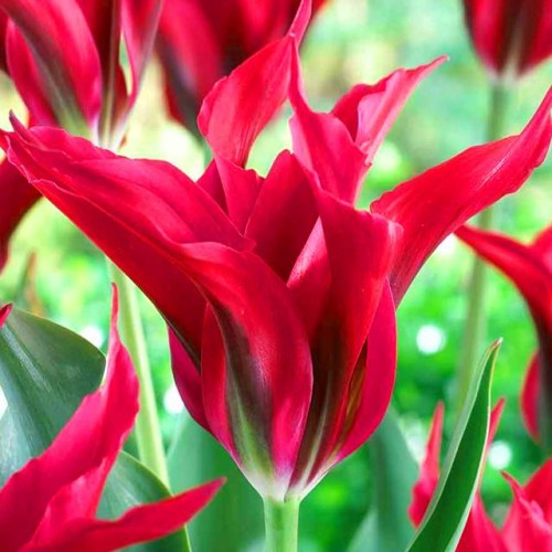 Tulipan Doll’s Minuet cebule cebulki 5 szt. 10/11