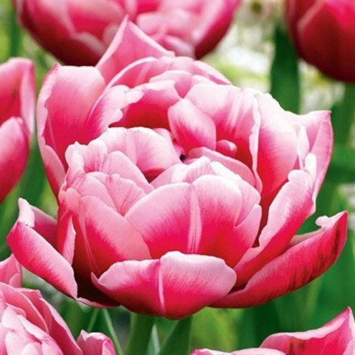 Tulipan Columbus cebule cebulki 5 szt. 10/11