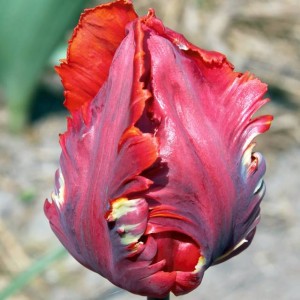 Tulipan Rococo cebule cebulki 5 szt. 9/10