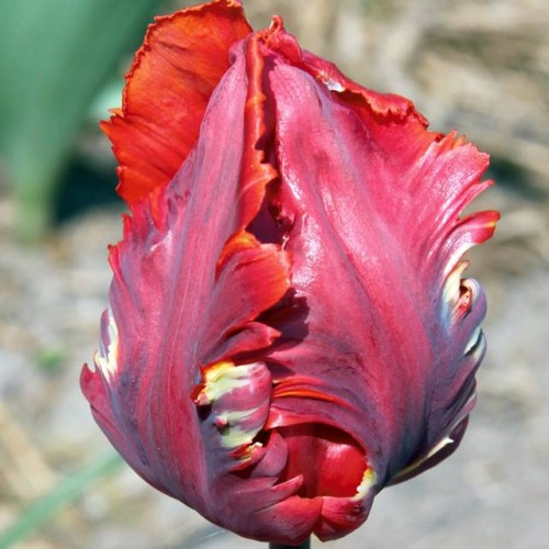 Tulipan Rococo cebule cebulki 5 szt. 9/10