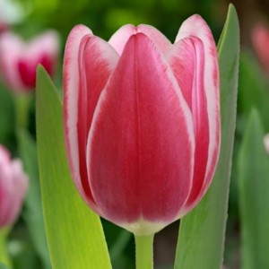 Tulipan Leo Visser cebule cebulki 5 szt. 10/11