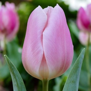 Tulipan Gabriella cebule cebulki 5 szt. 10/11