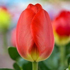 Tulipan Oxford cebule cebulki 5 szt. 10/11