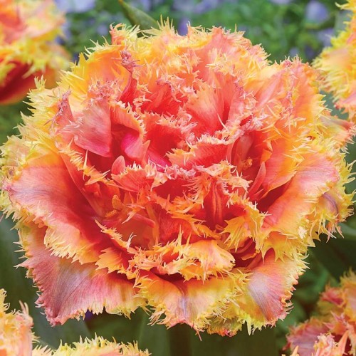 Tulipan Brisbane cebule cebulki 5 szt. 10/11