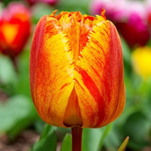 Tulipan Fringed Solstice cebule cebulki 5 szt.9/10