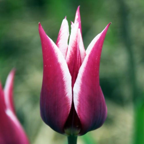 Tulipan Claudia cebule cebulki 5 szt. 10/11