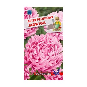 Aster peoniowy Jadwiga 1g  / O /